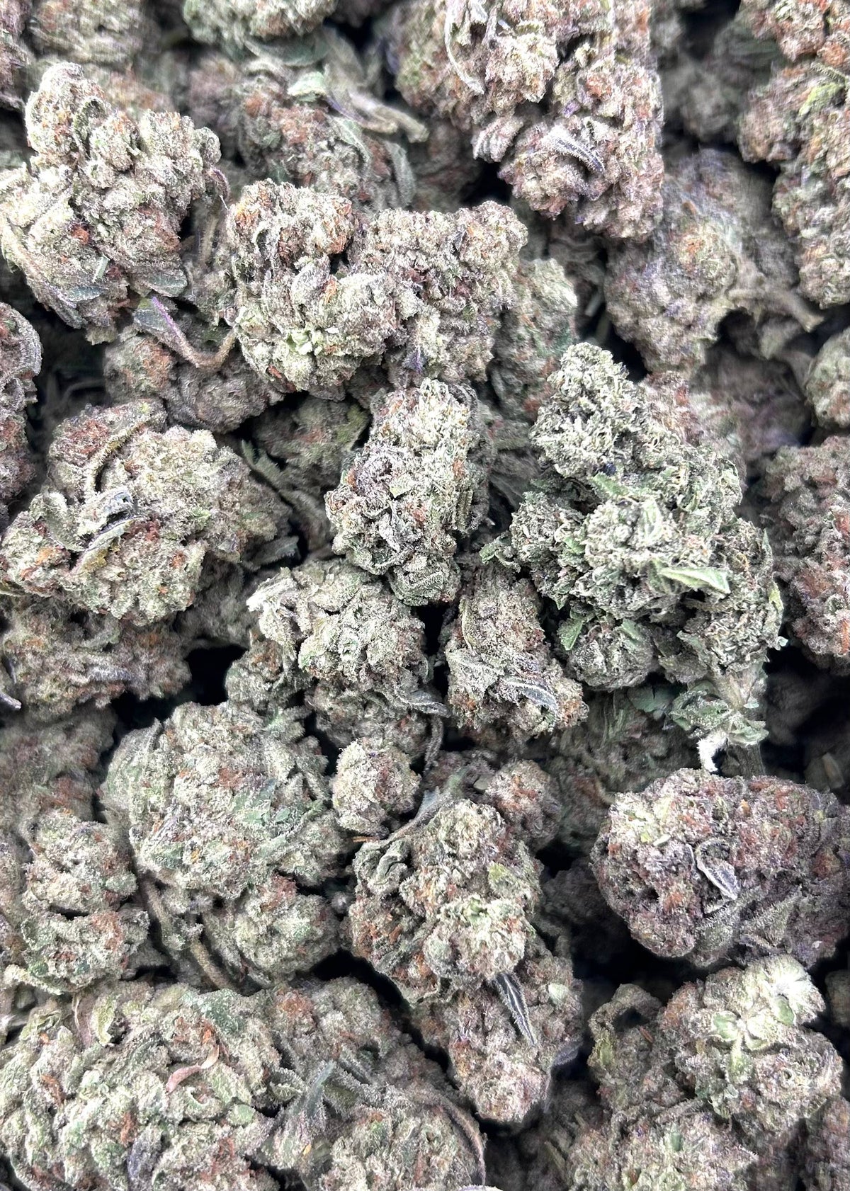 FORBIDDEN FRUIT #ZUP4683