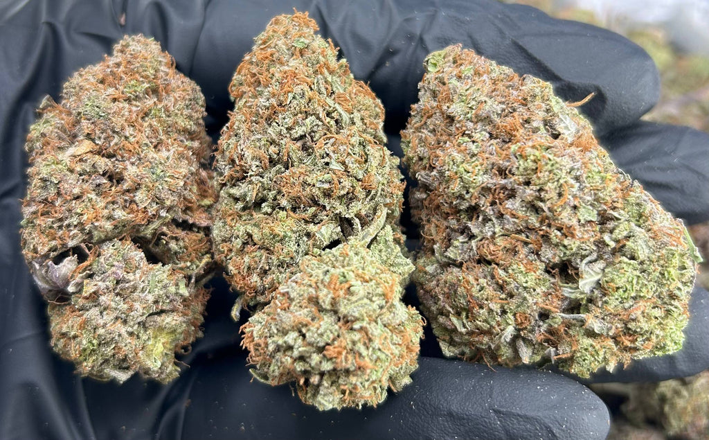 PLATINUM OG #ZUP4684