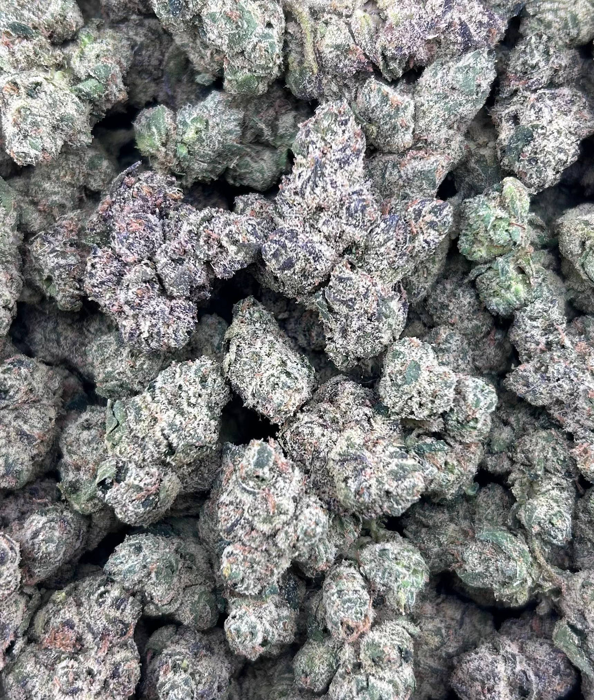 BLACK CHERRY GELATO #ZUP4691