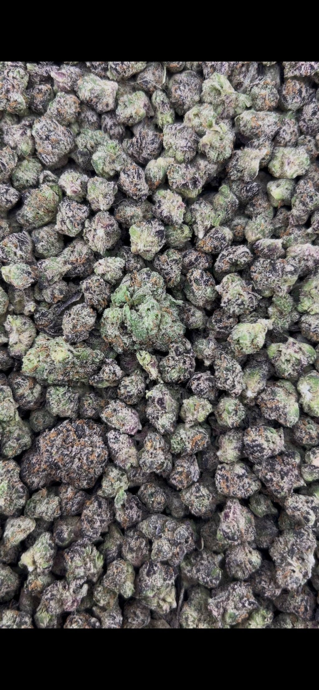 BLUEBERRY NOIR #ZUP4712