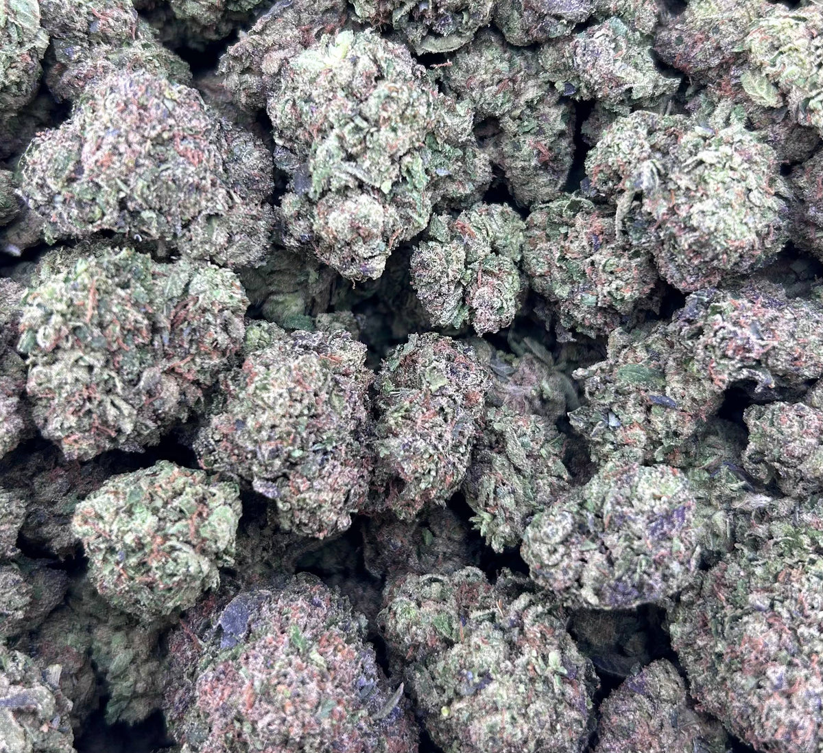 BLUEBERRY SCHNOPZ #ZUP4717