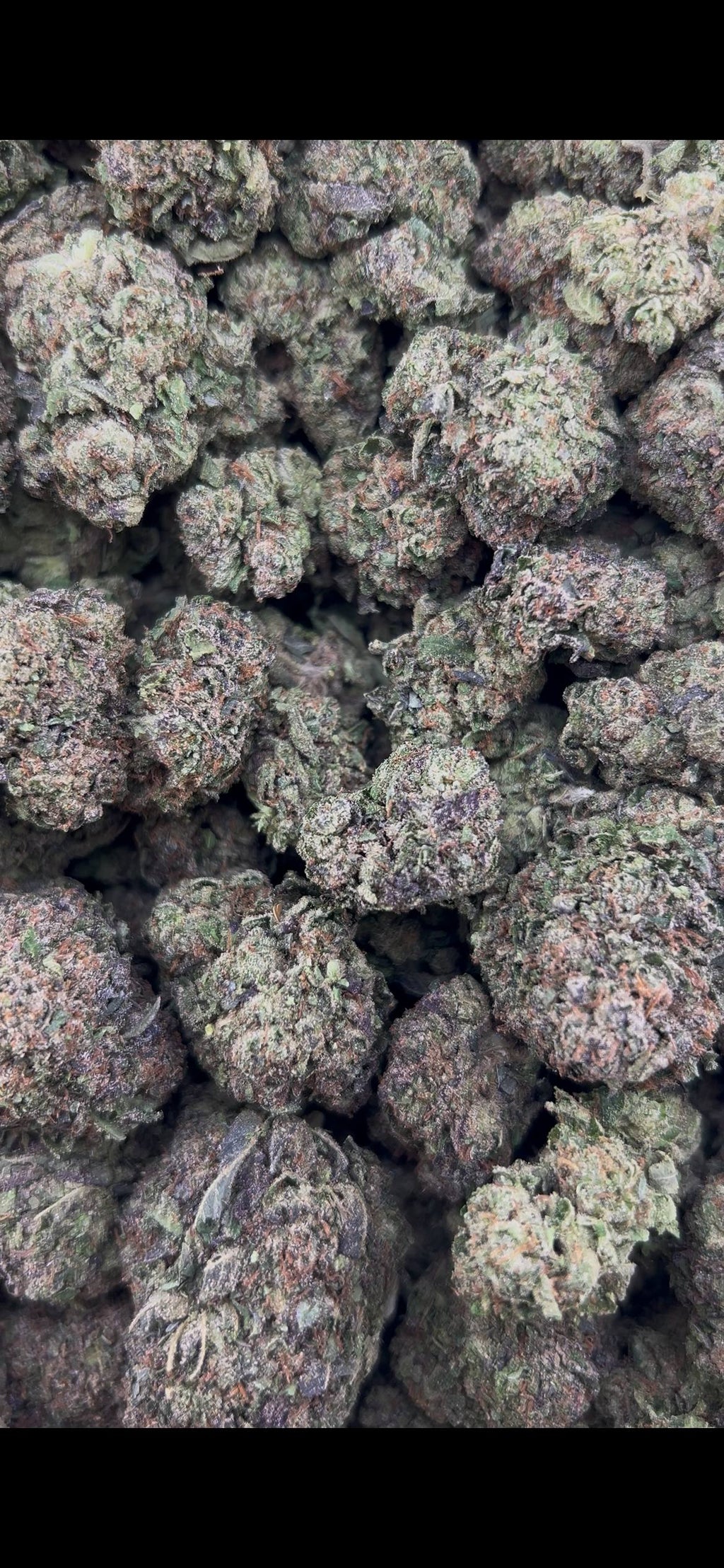 BLUEBERRY SCHNOPZ #ZUP4717