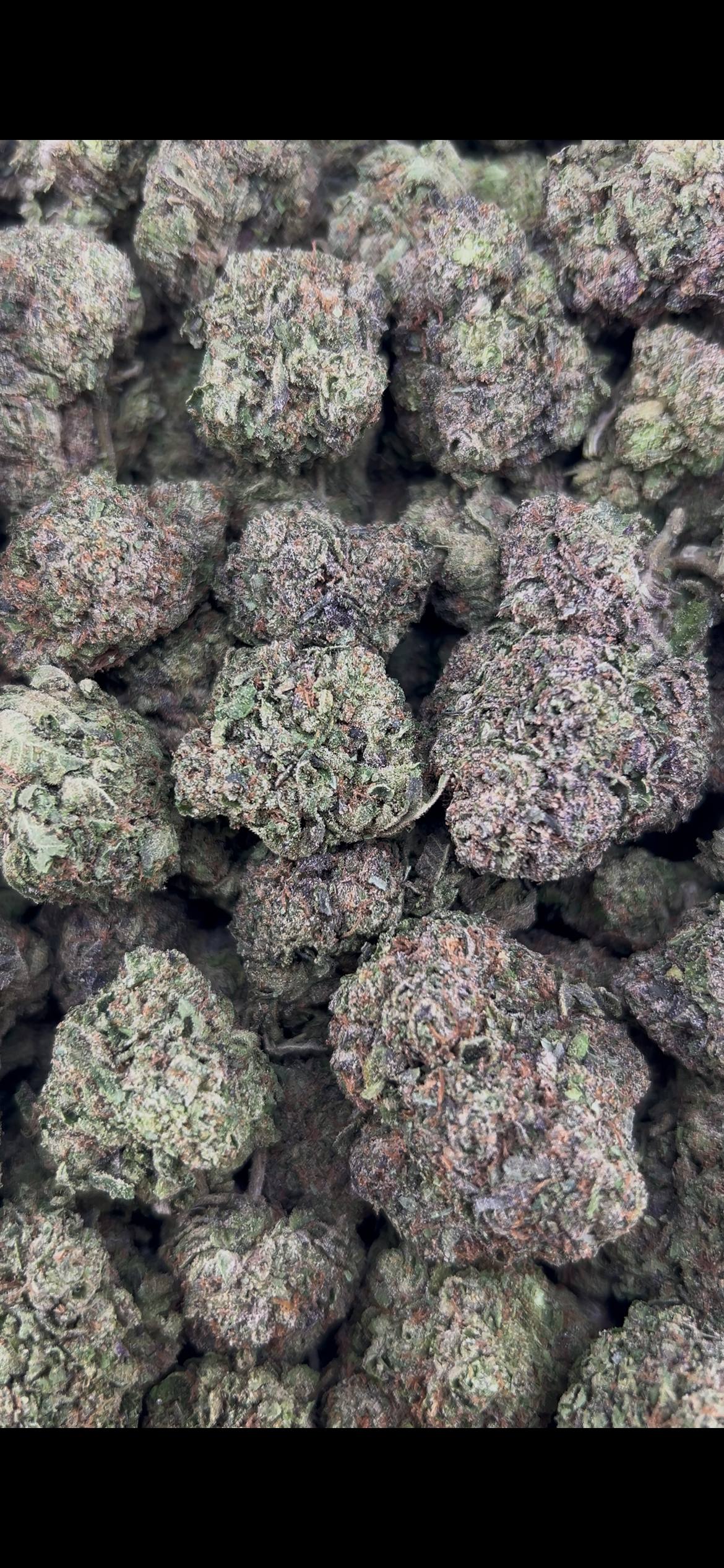 CANDY EUPHORIA #ZUP4719