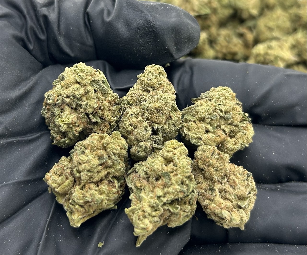 Berner Cookies ZUP#3443