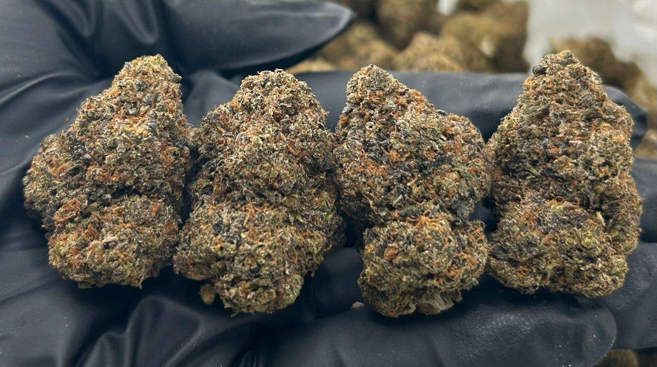 Blackstone OG ZUP#3395