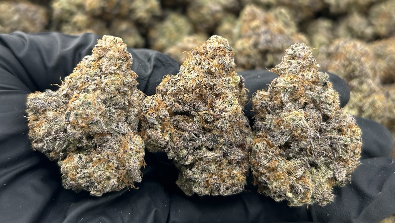 Blue Macaroon ZUP#3494