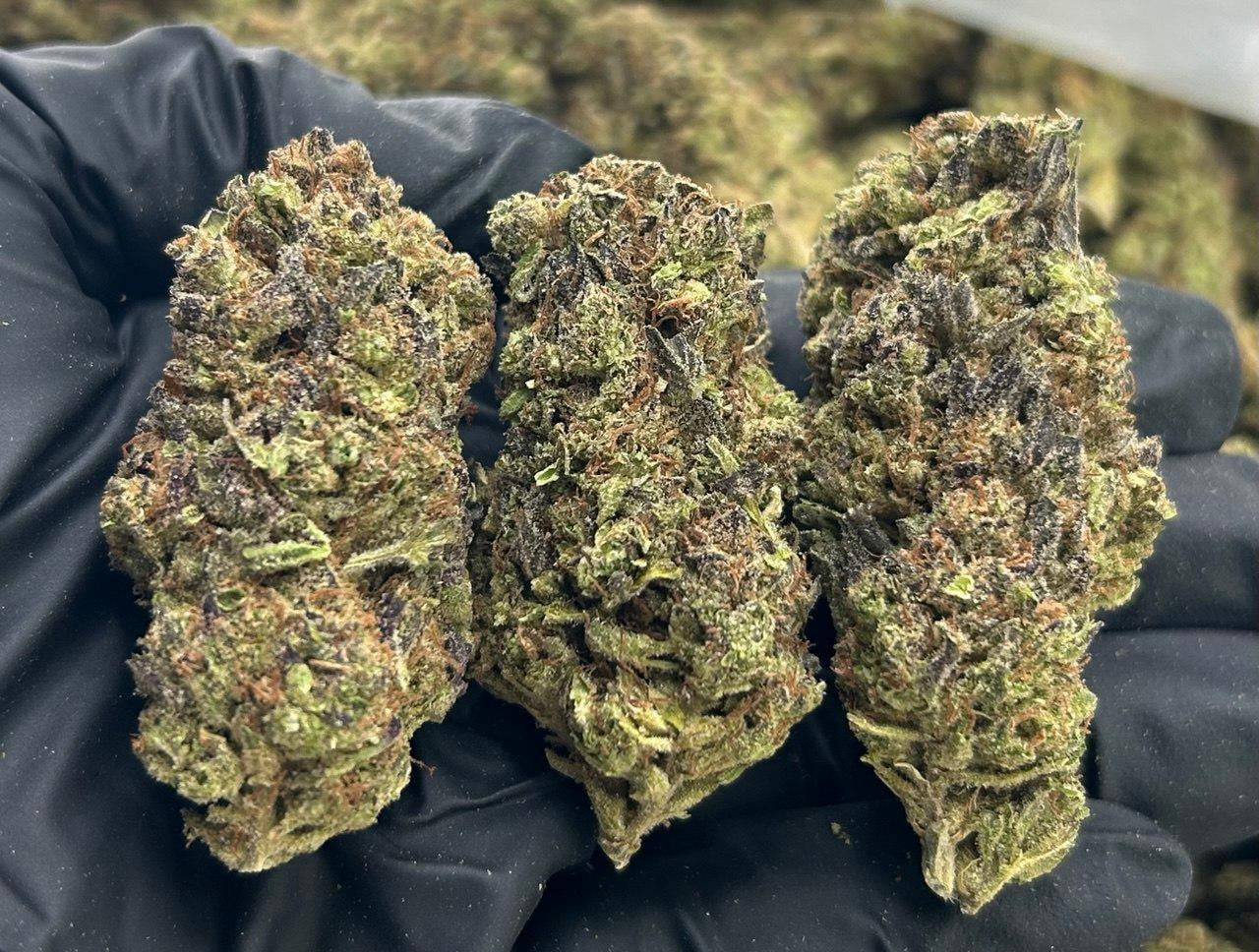 Gelato Oasis ZUP#3415