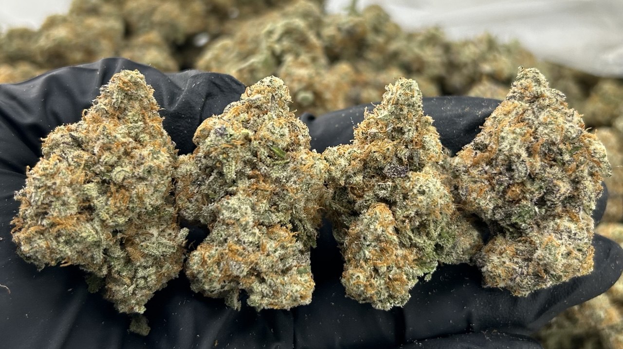 Maclato #11 ZUP#3496