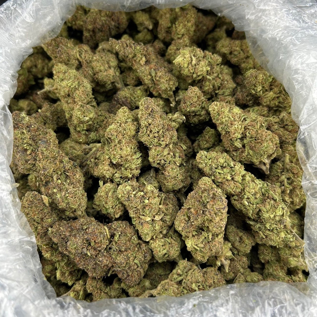 Jordan Mintz ZUP#4061