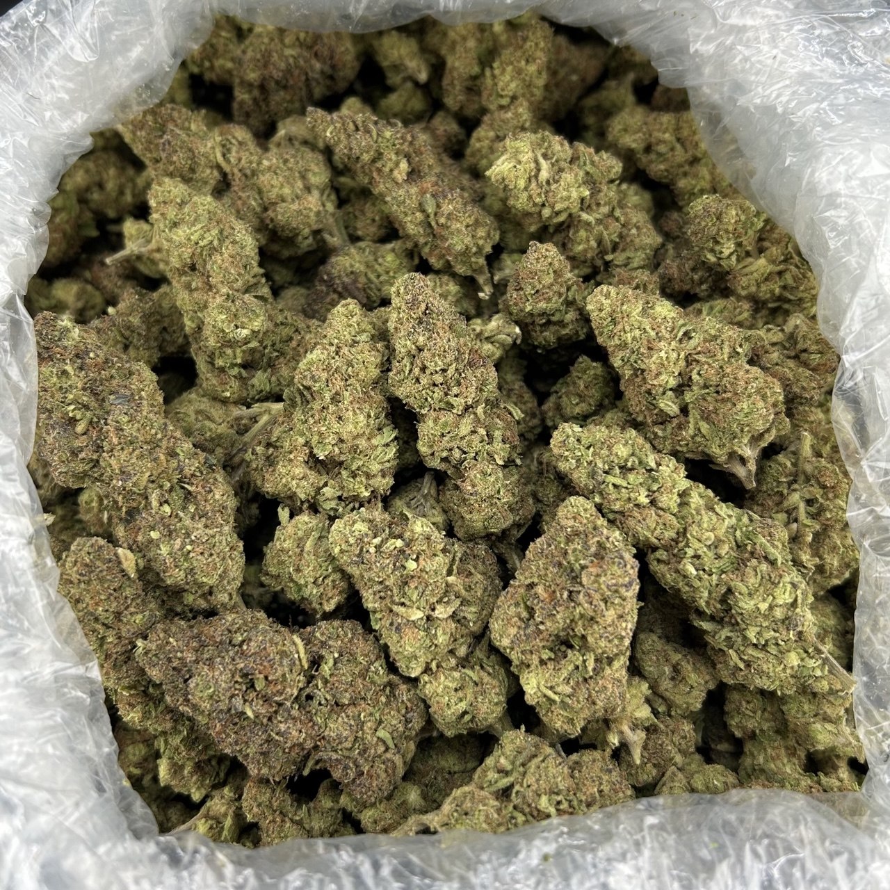 Jordan Mintz ZUP#4061
