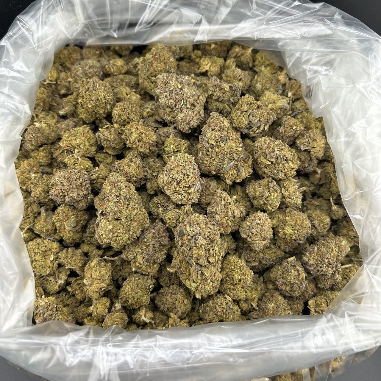 Blueberry Gelato ZUP#4081