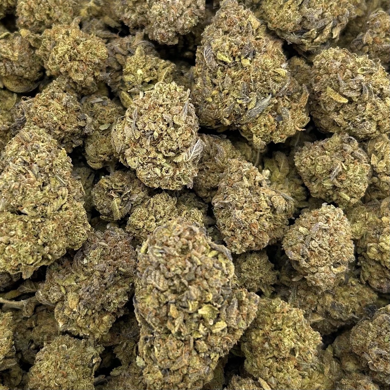 Blueberry Gelato ZUP#4081