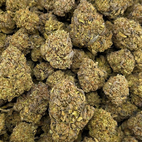 Blueberry Gelato ZUP#4081