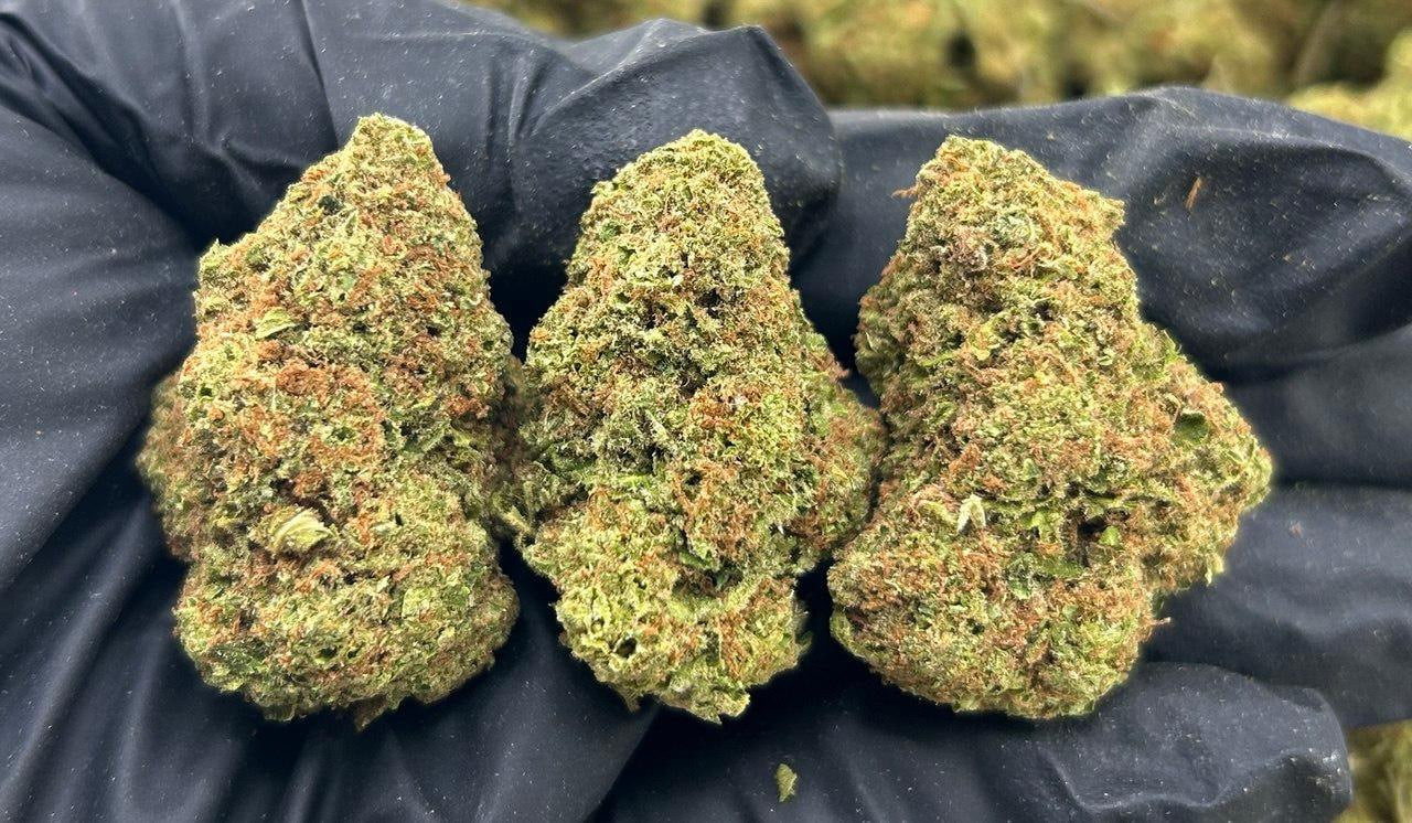 Orange Fanta ZUP#3425