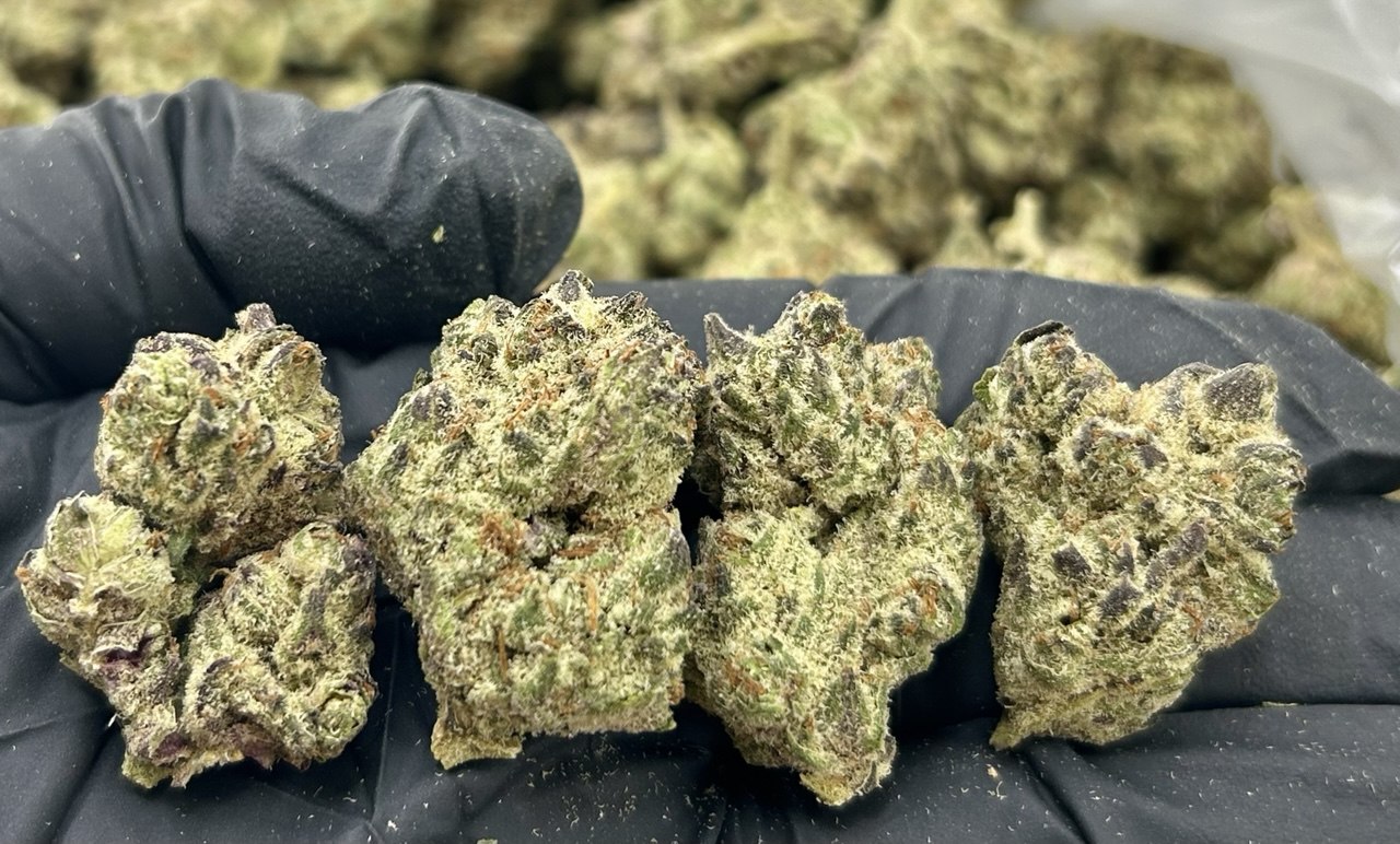 Oreo Blizzy ZUP#3477