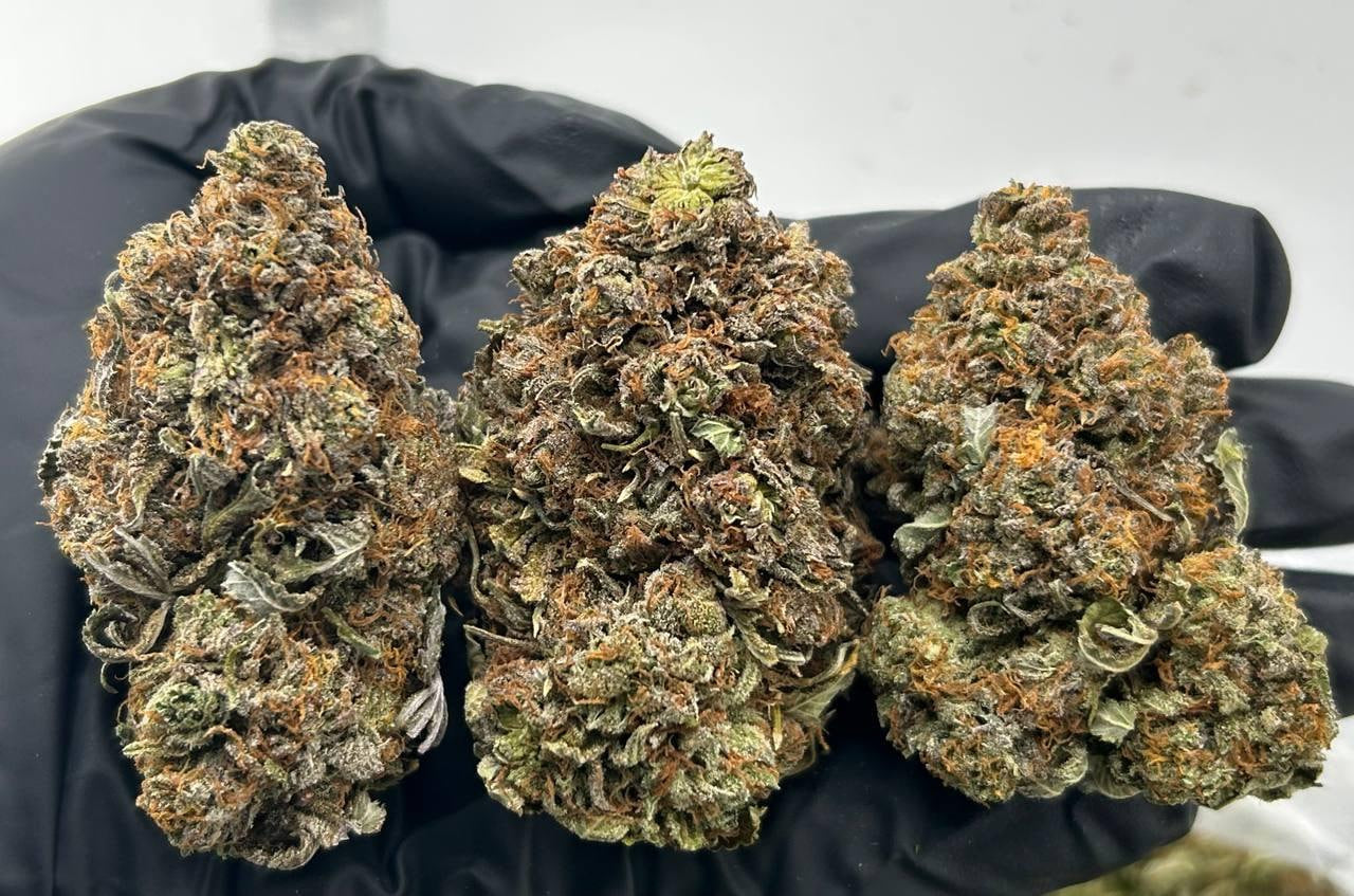 Platinum Kings ZUP#3333