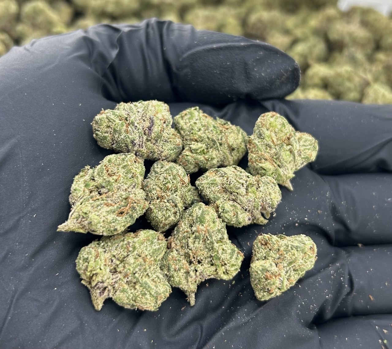 San Andreas Candy Smalls ZUP#3473