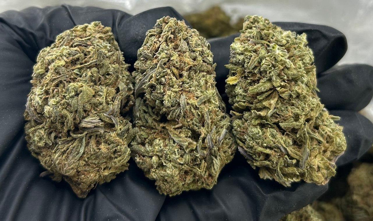 White Gaslato ZUP#3421