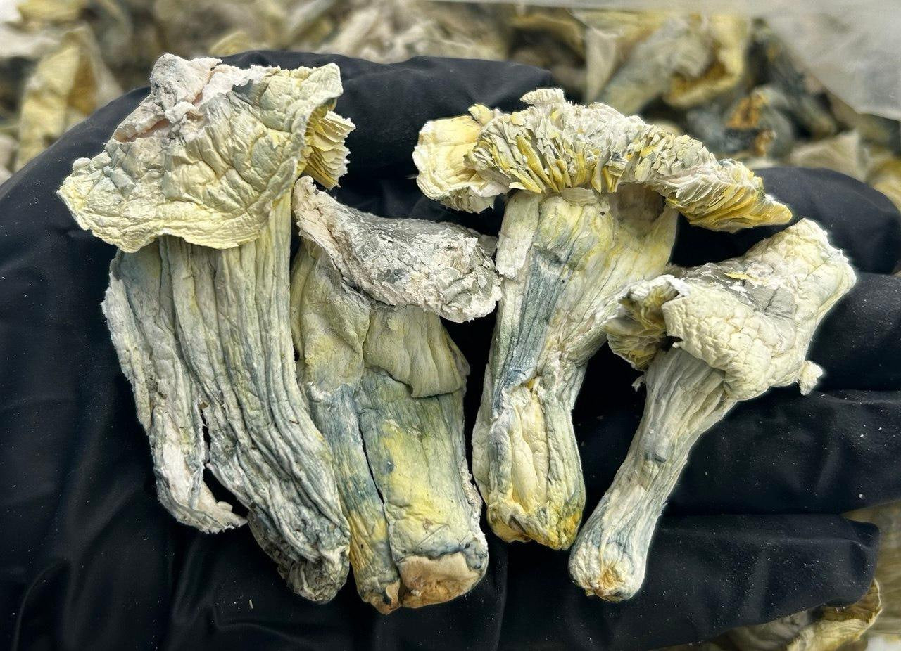 Exotic Yellow Umbrellas ZUP#3339