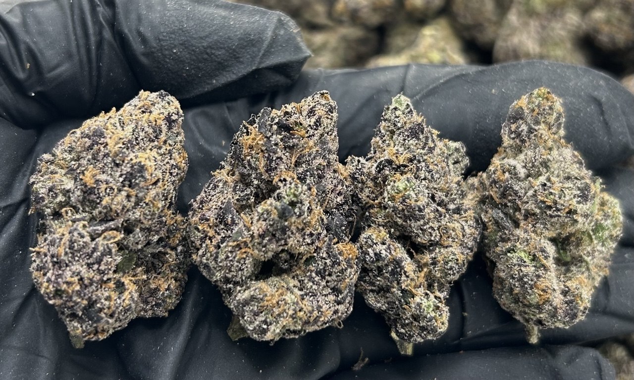 Gumdrop Candy ZUP#3480