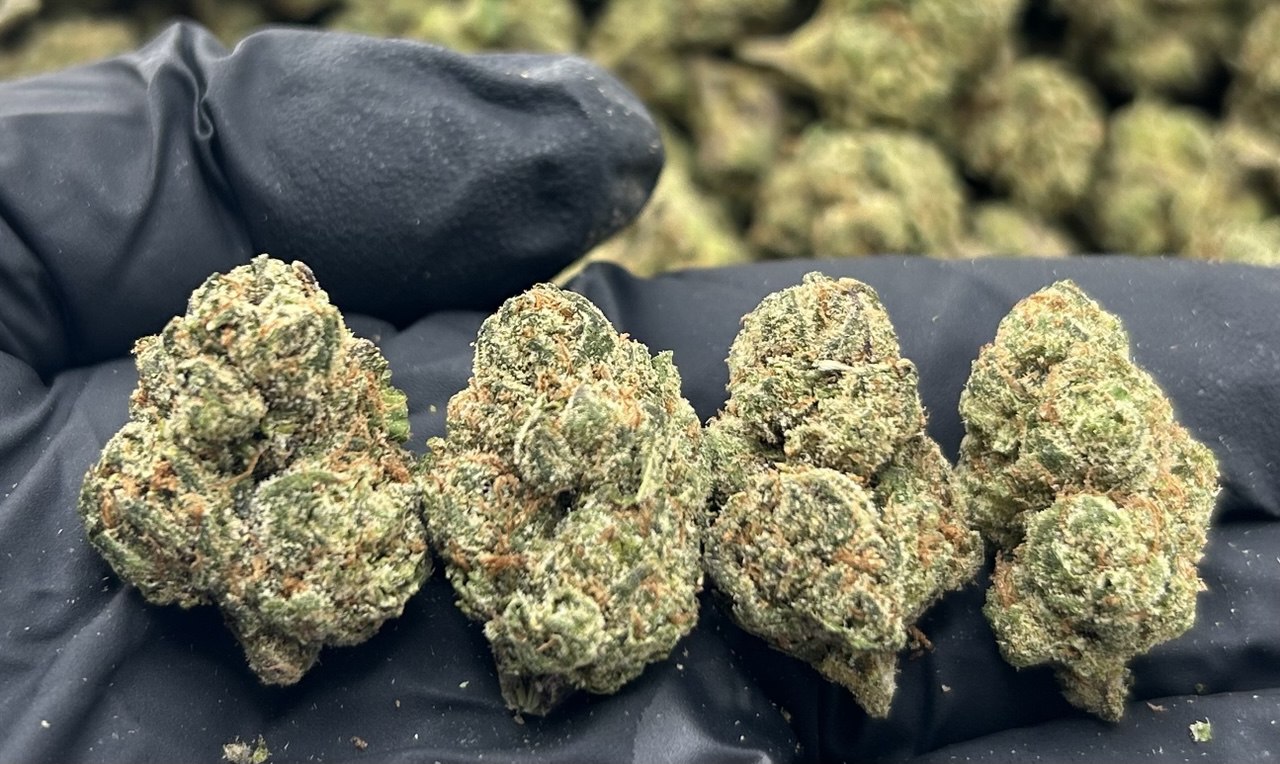 Sweet Tooth Gelato ZUP#3498