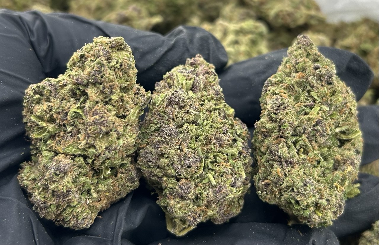 Tropical Thunder ZUP#3502