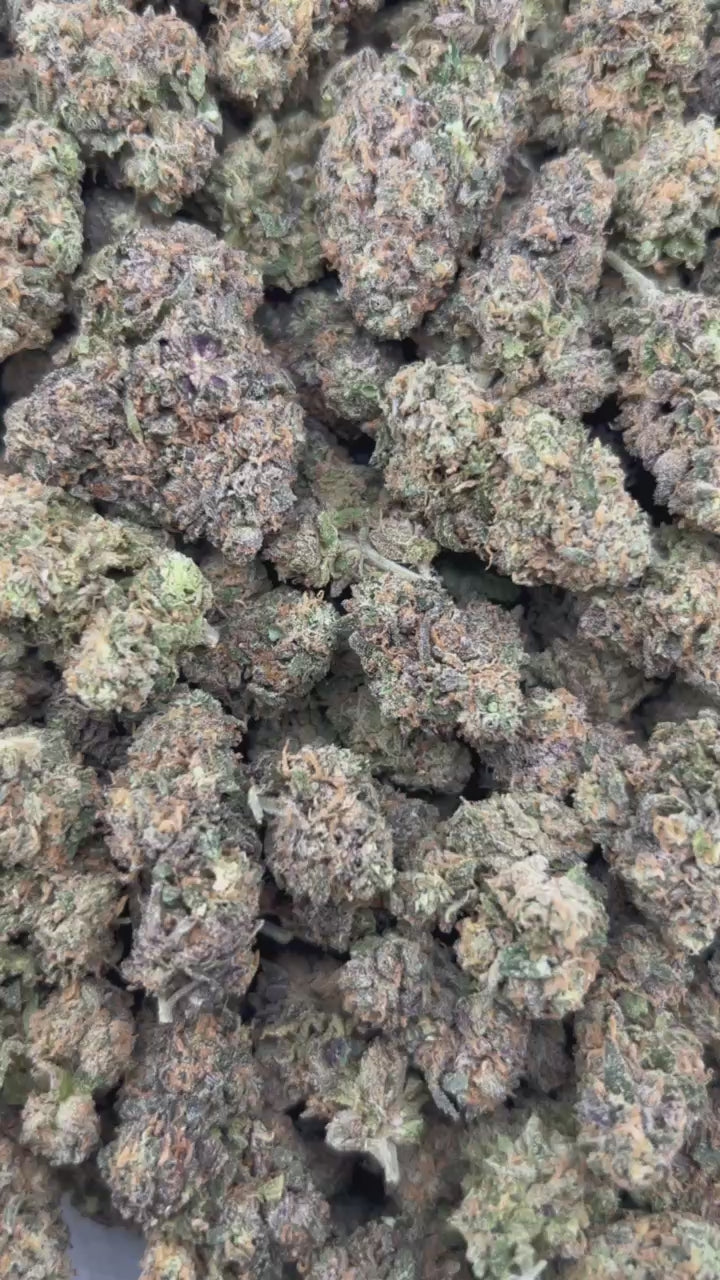 ORANGE SHERBERT #ZUP4567