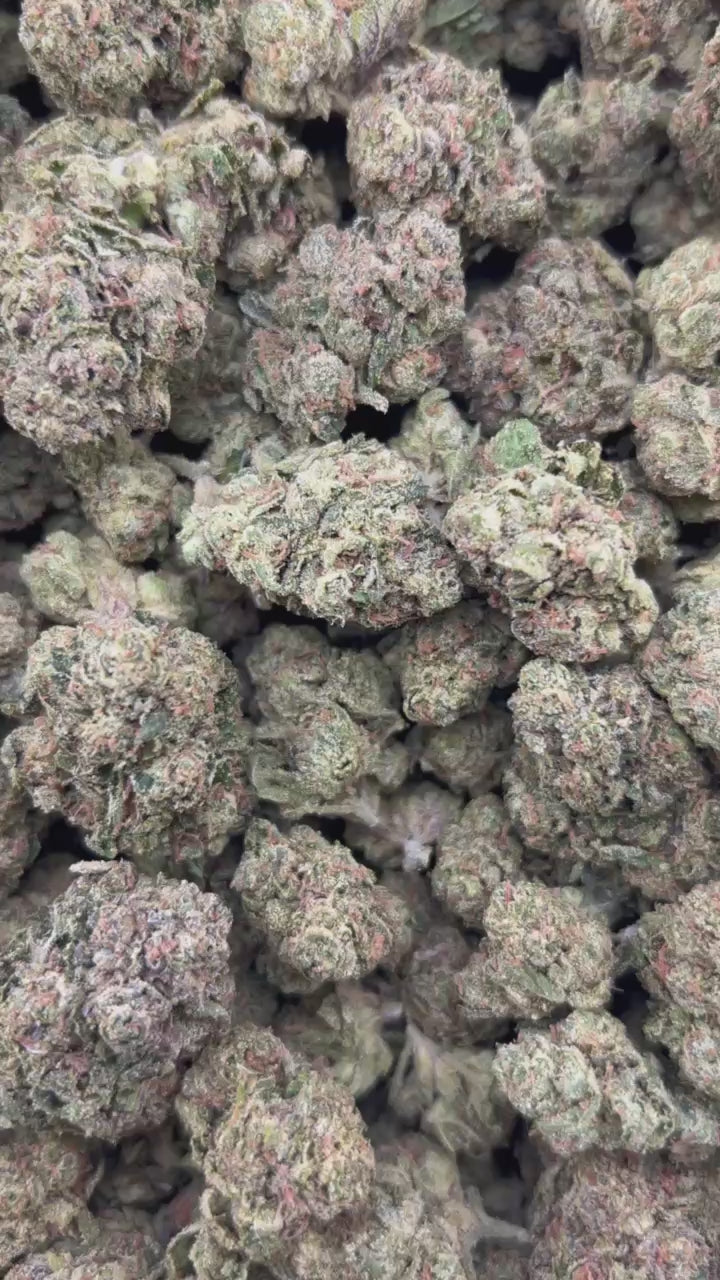 GELATO 41 #4497