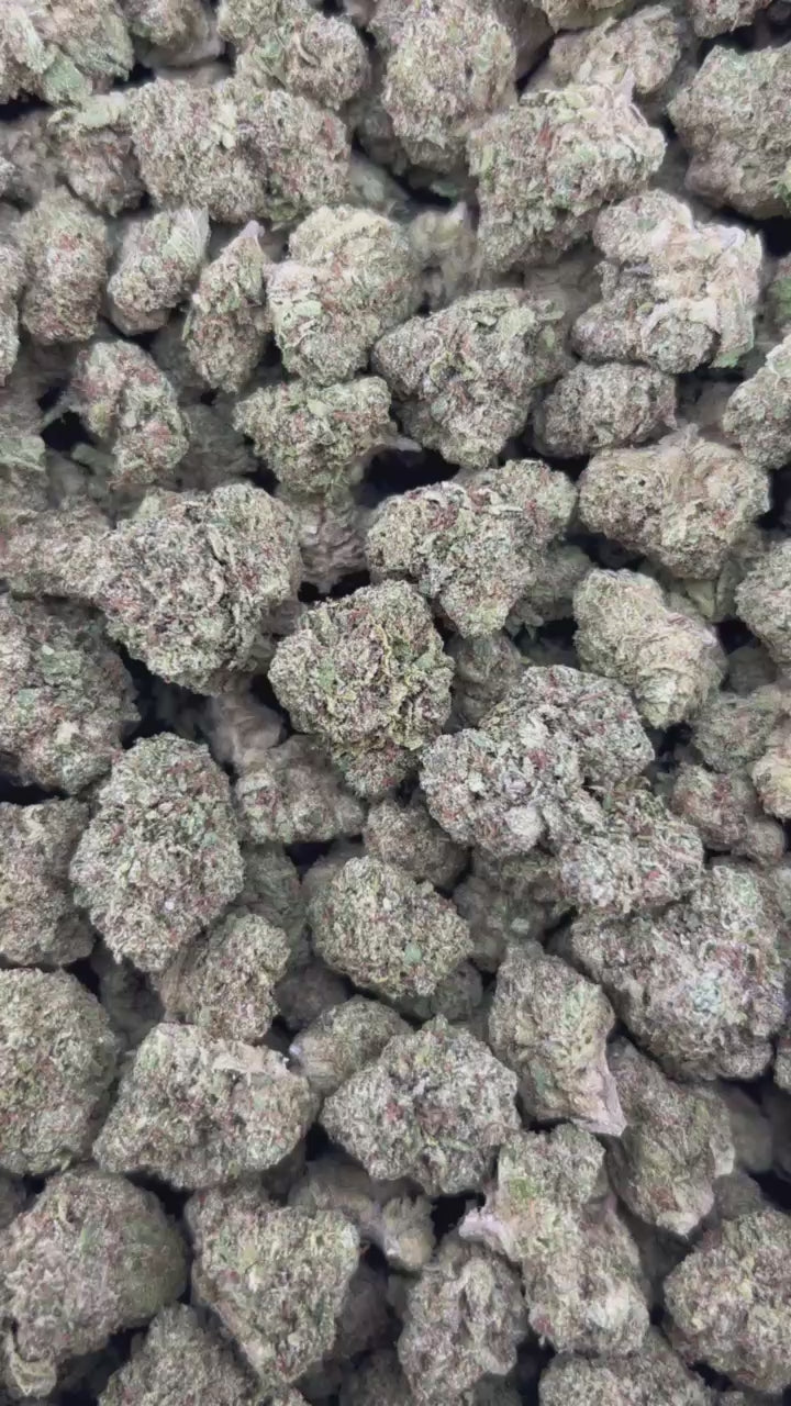 RAINBOW GUMMIEZ ZUP#4521