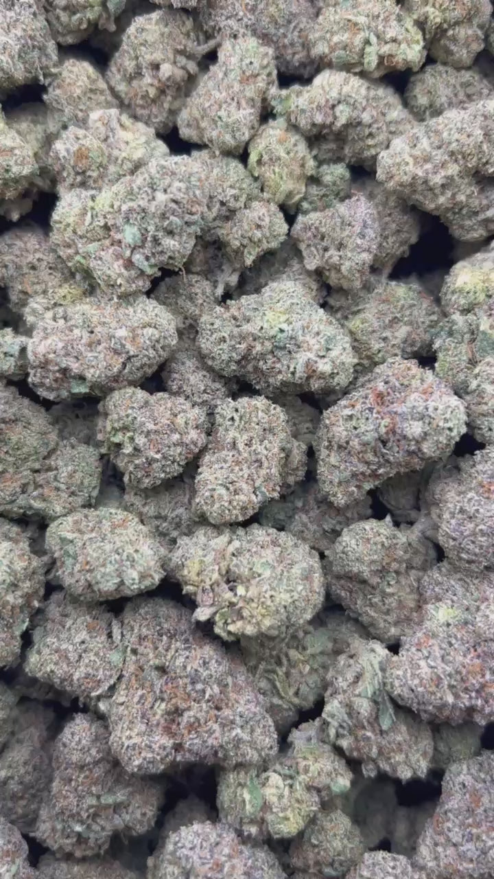 HELLCAT GELATO ZUP#4554