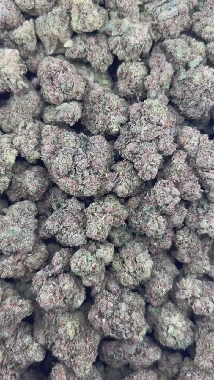 WHITE NERD GELATO ZUP#4559