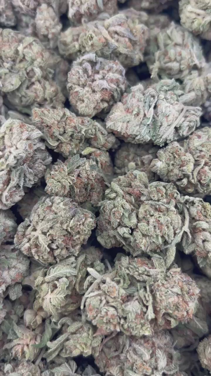 MOONLIT GELATO ZUP#4417