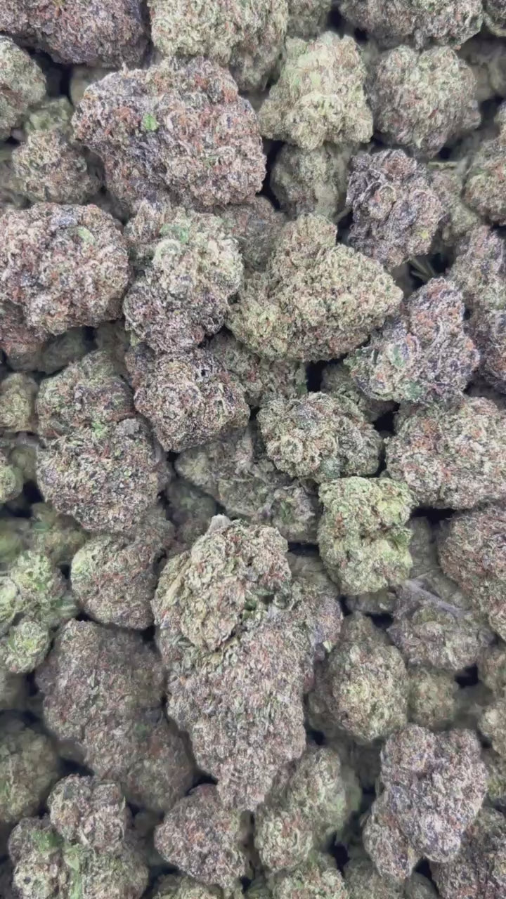 BLUEBERRY JELLY #ZUP4638