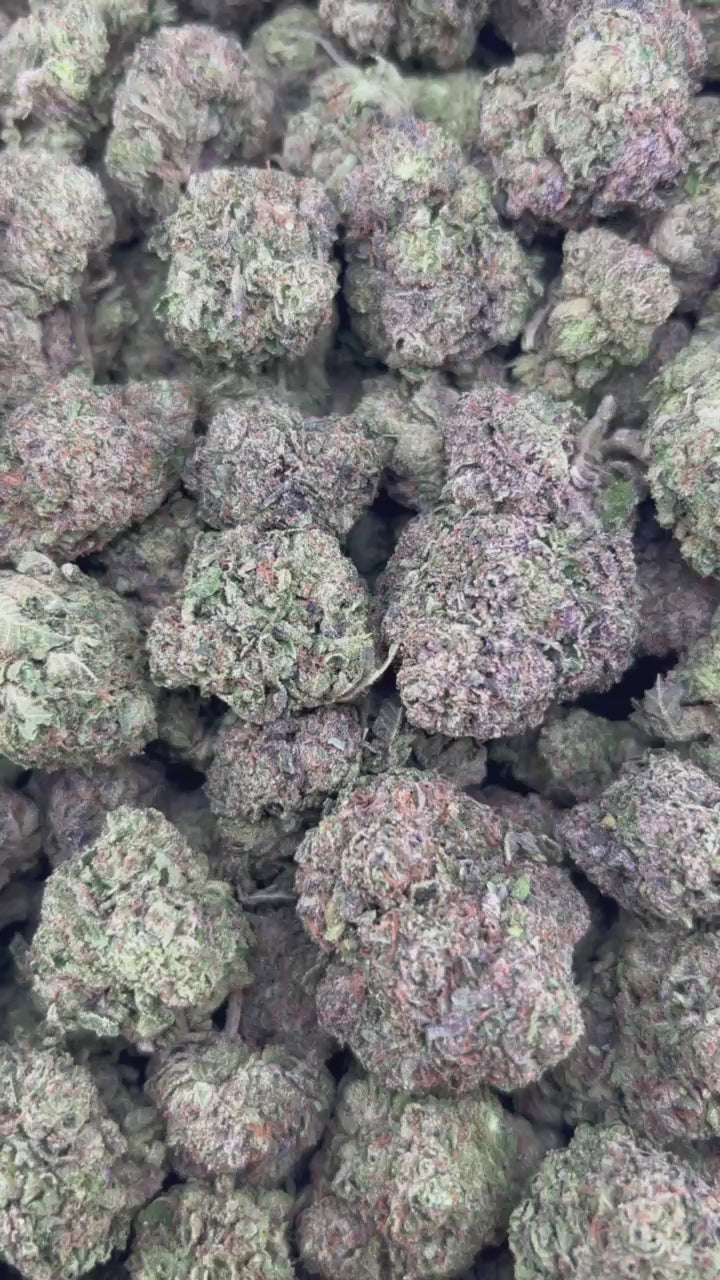 CANDY EUPHORIA #ZUP4719